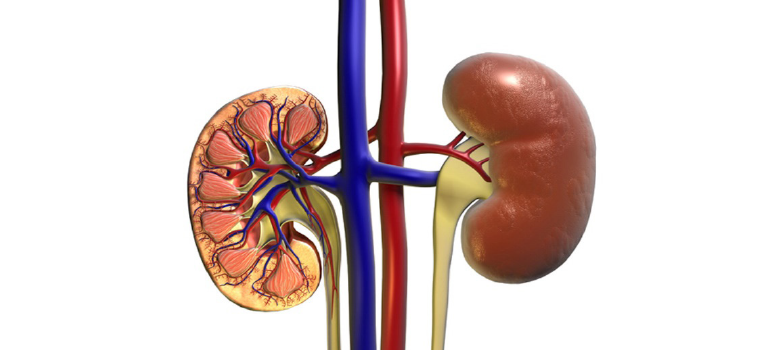 Doença renal crônica: tópicos e mitos